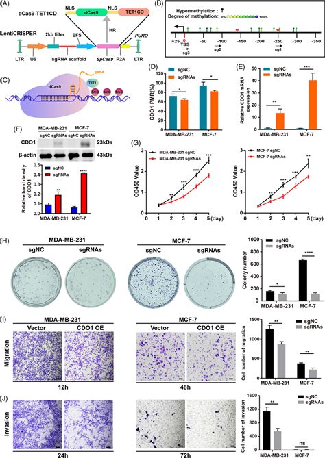 Targeted Demethylation Of The Cdo Promoter Based On Crispr System