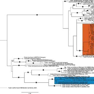 Maximum Likelihood Phylogeny Based On The ITS Nuclear RDNA Shows