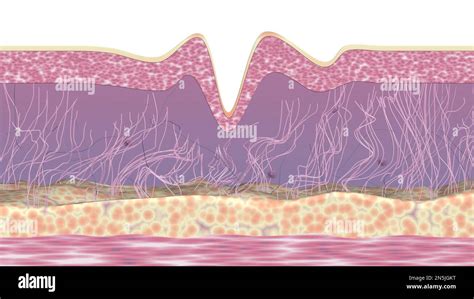 Wrinkled Skin Tissues Cross Section 3d Rendered Illustration Collagen