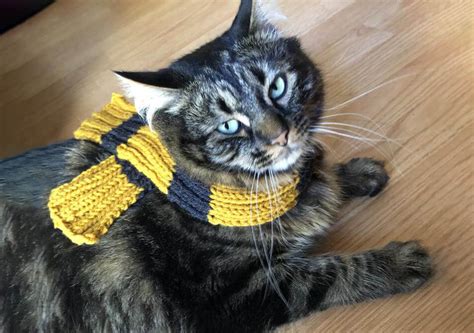 8 Best Harry Potter Cat Costumes For Your Feline Friend - Bona Fide ...