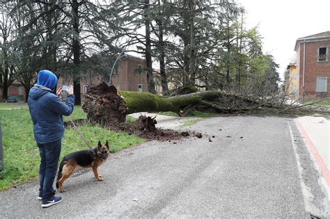 Meteo Imola Il Vento Forte Fa Strage Di Alberi Anche Un Auto Colpita