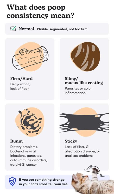 Unhealthy Cat Poop Chart: Color, Consistency & Causes