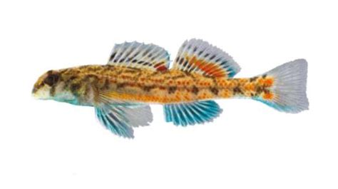 Fishing for Coastal darter: Fish Species – FishAngler.com