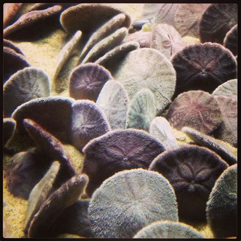 Pin By Michelle On Eriçons · Urchins Ocean Treasures She Sells