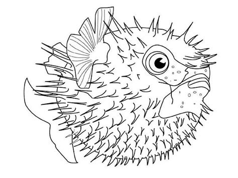 48 Realistic Ocean Animals Coloring Pages Images Colorist