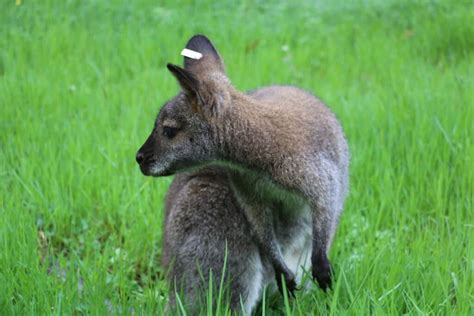 Wallaby - A-Z Animals