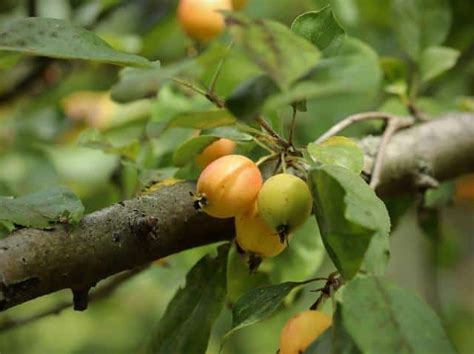 Arbres Fruitiers Choisir Planter Tailler Et R Colter Les Fruits