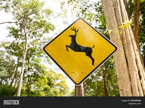 Deer Crossing Warning Image And Photo Free Trial Bigstock