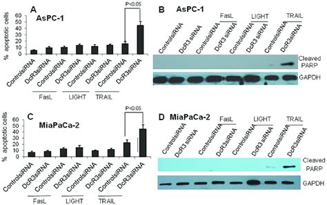 Dcr Sirna Enhanced Trail Induced Apoptosis Aspc Or Miapaca Cells