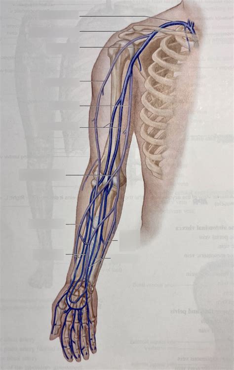 A P LAB II Exam 2 Labeling Veins Of The Arm Diagram Quizlet