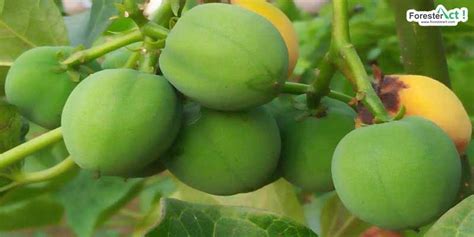 Tanaman Jarak Ricinus Communis Taksonomi Manfaat Cara Budidaya