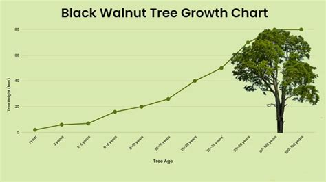 Black Walnut Tree - Forestry.com