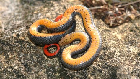 Black Snakes with Yellow Rings in Georgia | Sciencing