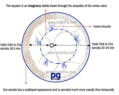 Anatomy Of Retina