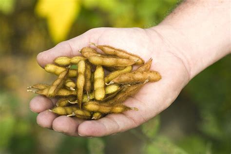 How To Grow And Harvest Dry Beans