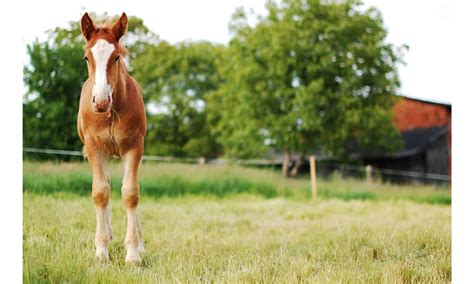 Michigan Horseback Riding Locations And Trails