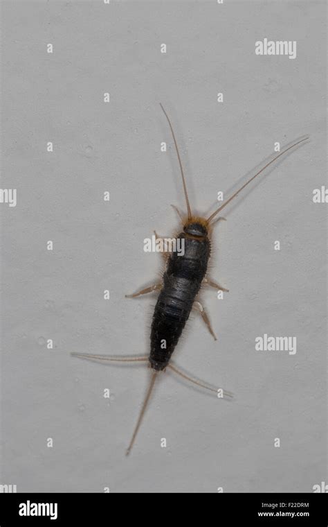 Long Tailed Silverfish Giant Silverfish Papierfischchen