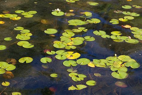 Free Images Water Plant Leaf Flower Petal Green Reflection