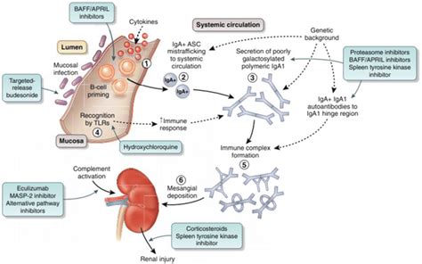 Emerging Treatment Of Iga Nephropathy Download Scientific Diagram