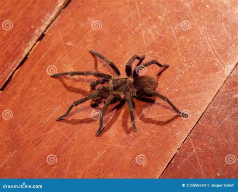 The Brazilian Tarantula Or Theraphosidae Photographed On A Wooden Floor