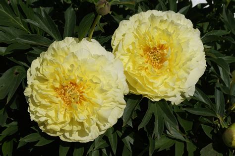 Bartzella Itoh Peony (potted) - Halifax Perennials Inc.