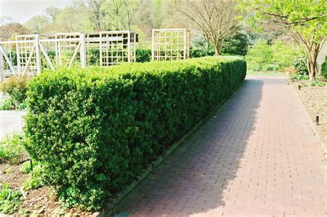 Common Boxwood Buxus Sempervirens In Long Island Westbury Nassau