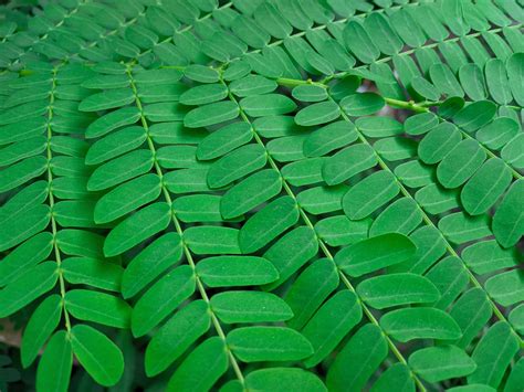 Albizia Lebbeck Yellow Trembesi Leaves Are Widely Cultivated In The