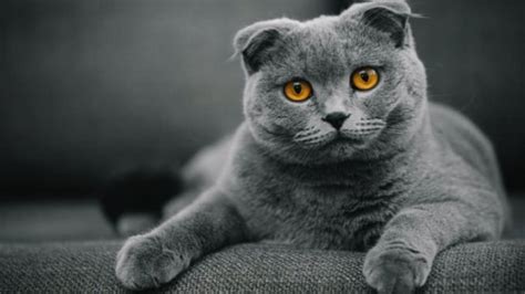 7 Fakta Kucing Scottish Fold Punya Ciri Khas Telinga Melipat