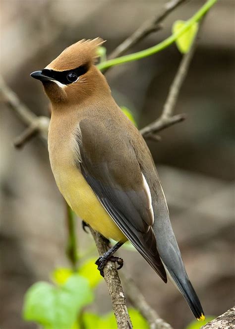 Cedar Waxwing Bird Animal Free Photo On Pixabay