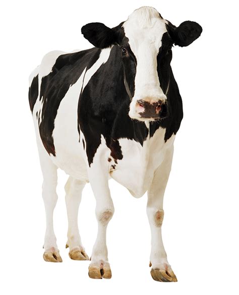 Baby Cow Png Transparent - canvas-point