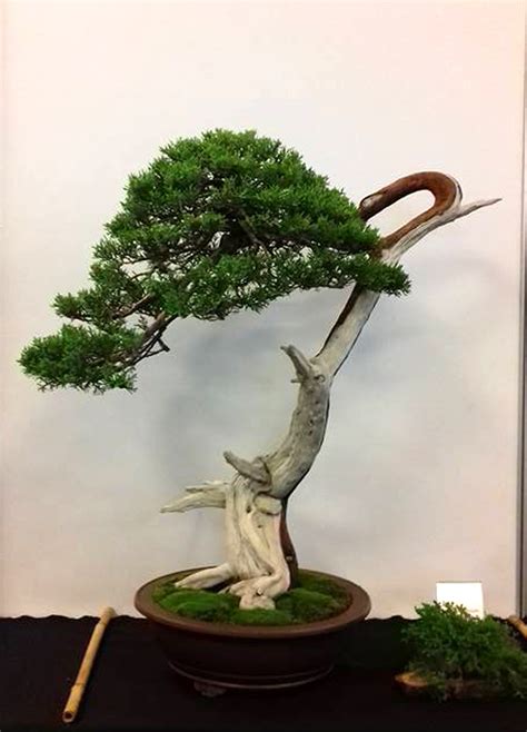 Bonsai Bark | Promoting and Expanding the Bonsai Universe | Page 57