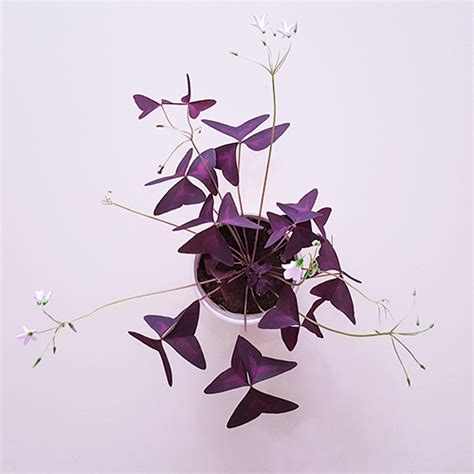 Cuidados Oxalis Triangularis O Planta Mariposa Wikiplantas Org