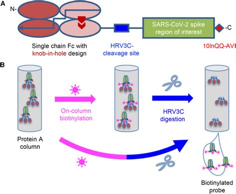 Sars Cov 2 Probes Addgene Inc Bioz