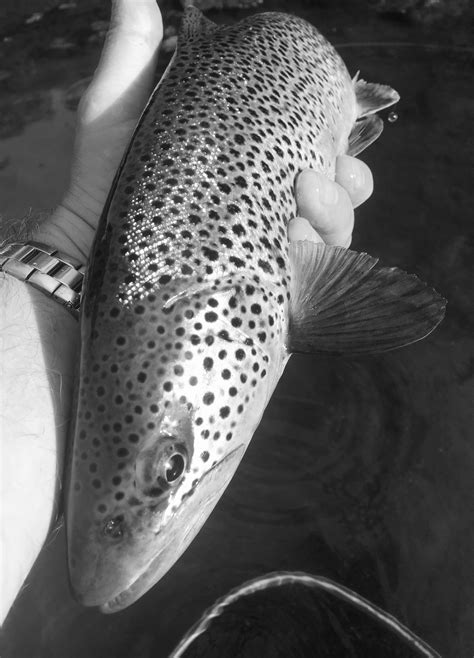 Trout Glorious Trout Fishing For Trout