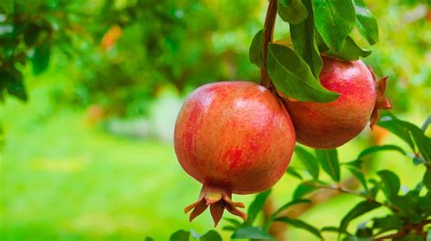 9 Best Pomegranate Varieties for Home Gardens