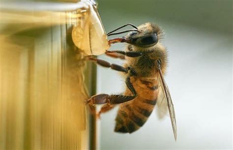 Guide To Feeding Bees Sugar Water Beekeeping