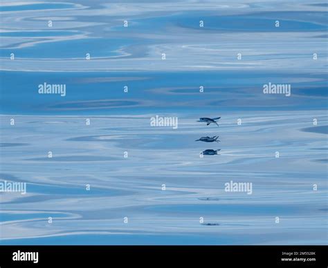 Flying fish gliding on glassy sea in the Banda Sea Indonesia Stock ...