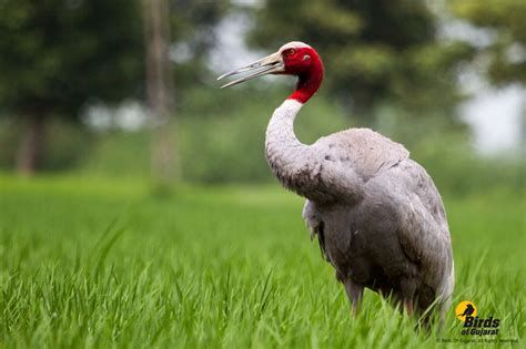 Sarus Crane (Grus antigone) | Birds of Gujarat Online