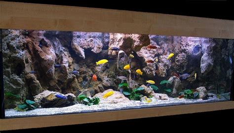 Photo 1 Malawi Cliff Setup Malawi Cichlids Anubias Ba