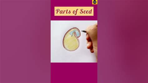 How To Draw Parts Of Seed Diagram In Easy Way For Beginners Dicot