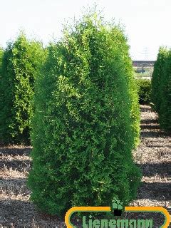 Thuja Occidentalis Malonyana Baumschule Lienemann