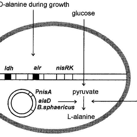 Schematic Representation Of The Genetic Structure Of L Lactis For The Download Scientific