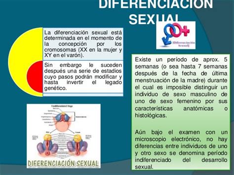 Diferenciación Sexual