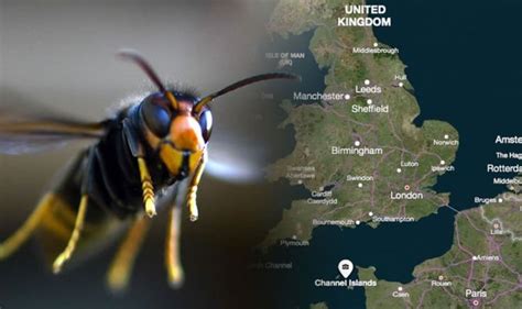 Asian hornet UK map: The nests found in Britain as invasion of killer ...