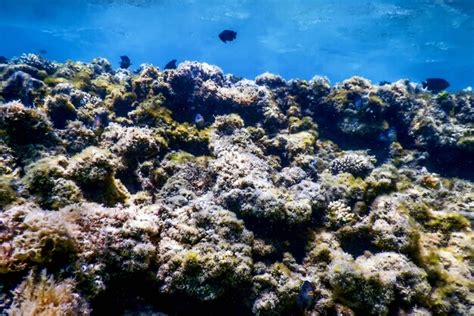 Arrecife De Paisaje Submarino Con Algas Azul Bajo El Agua Foto Premium