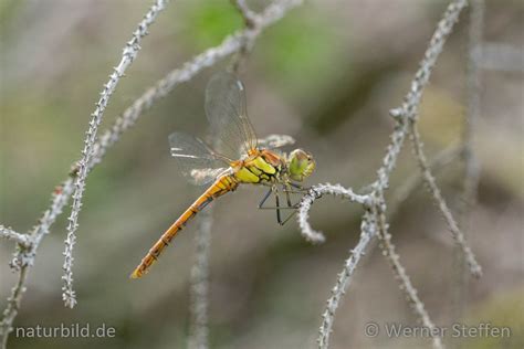 Gro E Heidelibelle Sympetrum Striolatum Naturbild Werner Steffen