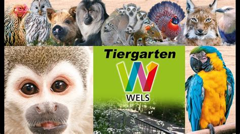 Der Tiergarten Wels Ein Zentrumsnaher Stadtpark YouTube