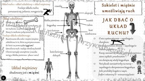 Sketchnotka Szkielet i mięśnie umożliwiają ruch w power point do