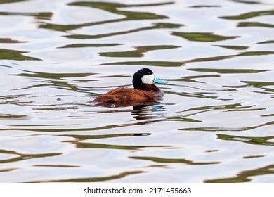 52,288 Floating feather water Images, Stock Photos & Vectors | Shutterstock