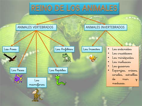 Mapa Mental Sobre Reino Animalia Maps4study